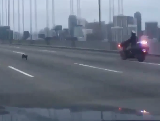 VIDEO: Chihuahua Leads SF Police on Chase