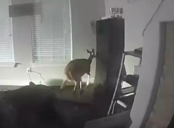 Oh Deer: Not the Burglar Expected!